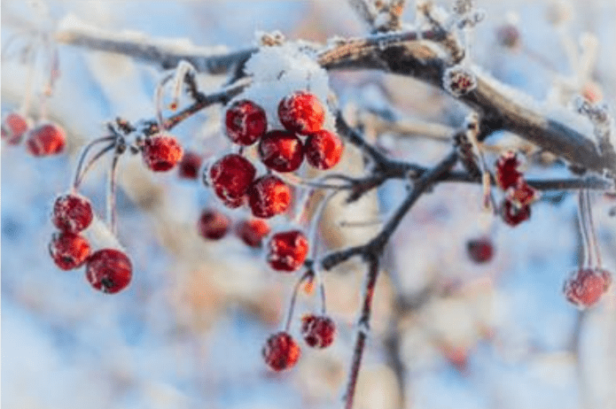 Winter scenery
